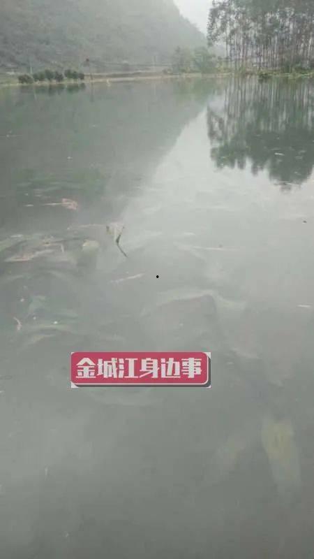 河池市网友爆料案件最新,最新案件细节曝光,真相令人震惊! 第2张 河池市网友爆料案件最新,最新案件细节曝光,真相令人震惊! 第2张